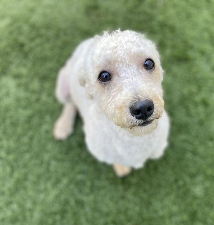 Zumie , an adoptable Poodle & Bichon Frise Mix in Los Alamitos, CA_image-5