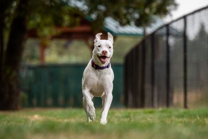 Lilly- Bonded with Bentley