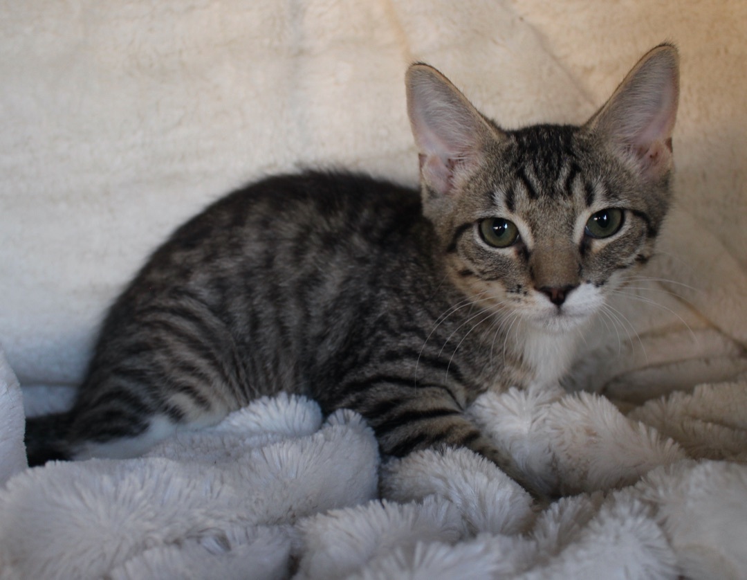 Cat for adoption - 0601-2208, a Domestic Short Hair Mix in Turlock, CA ...