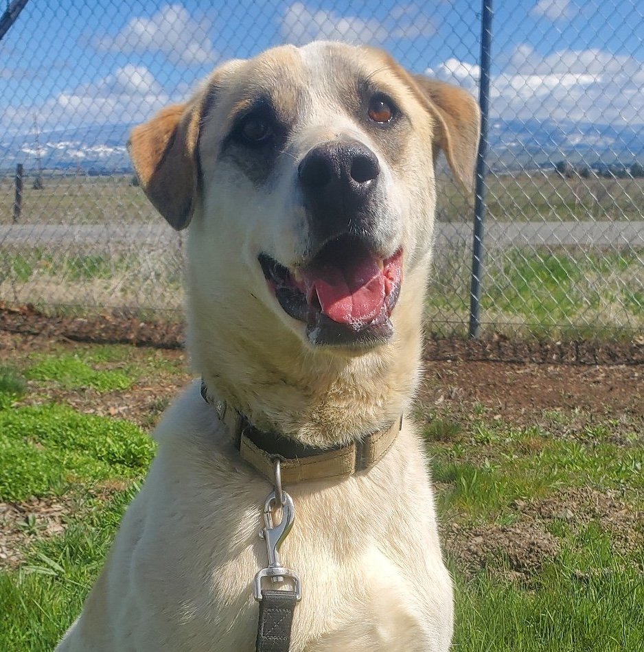 Jasper, an adoptable Siberian Husky, Cattle Dog in Yreka, CA, 96097 | Photo Image 1