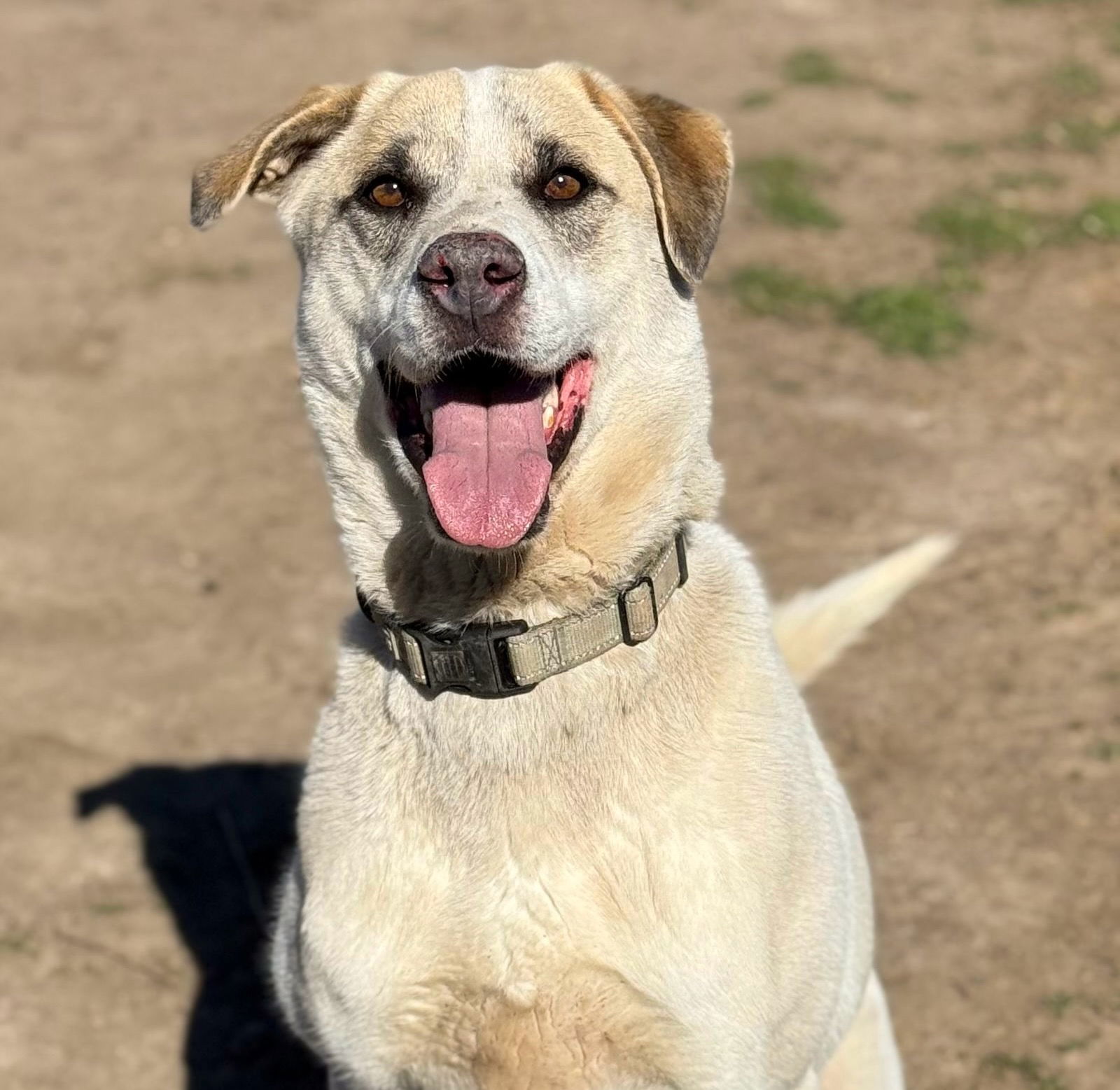 Jasper, an adoptable Siberian Husky, Cattle Dog in Yreka, CA, 96097 | Photo Image 1