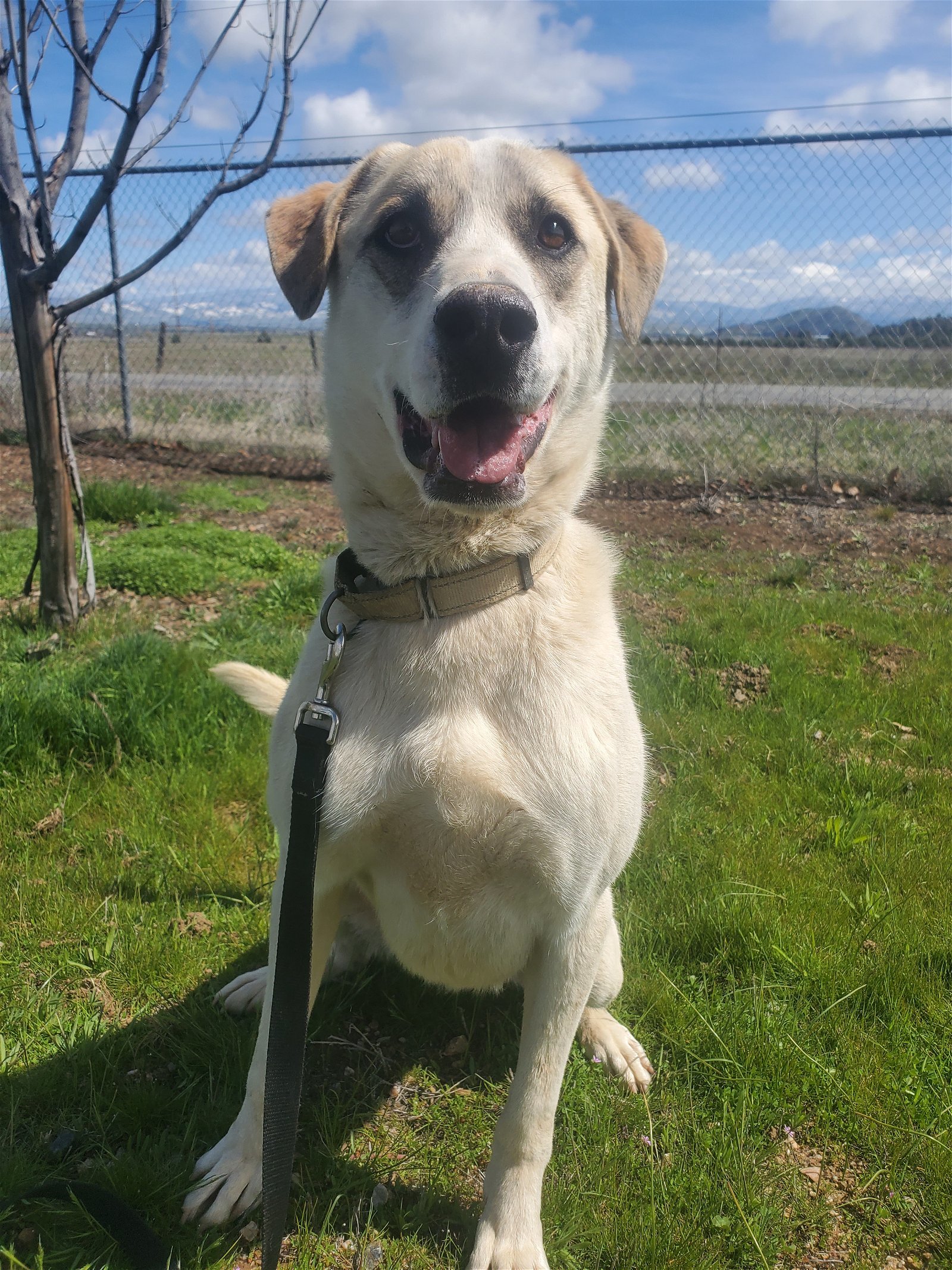 Jasper, an adoptable Siberian Husky, Cattle Dog in Yreka, CA, 96097 | Photo Image 2
