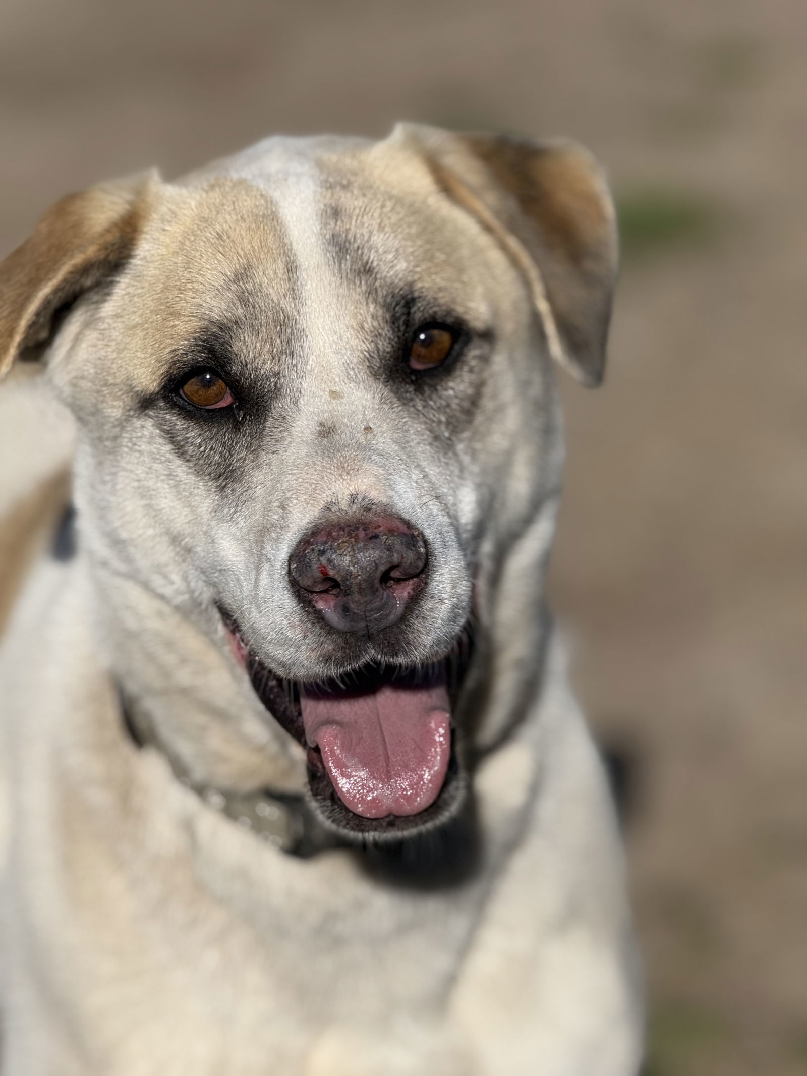 Jasper, an adoptable Siberian Husky, Cattle Dog in Yreka, CA, 96097 | Photo Image 2