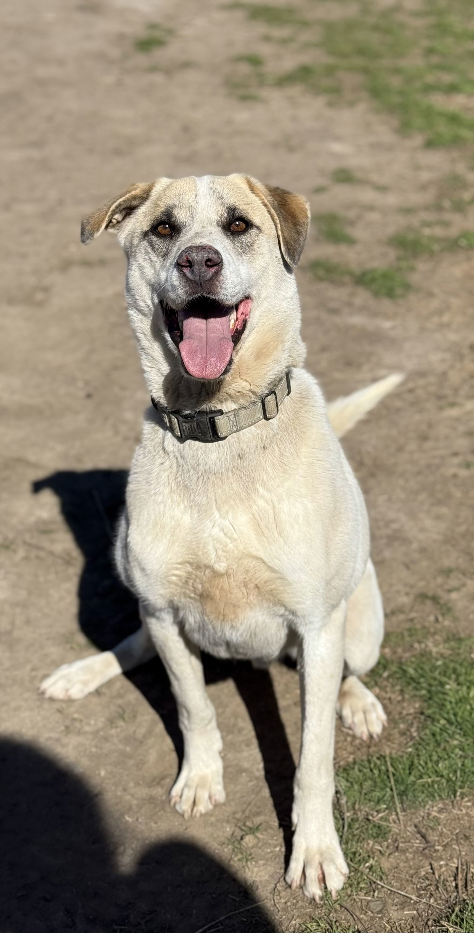 Jasper, an adoptable Siberian Husky, Cattle Dog in Yreka, CA, 96097 | Photo Image 2