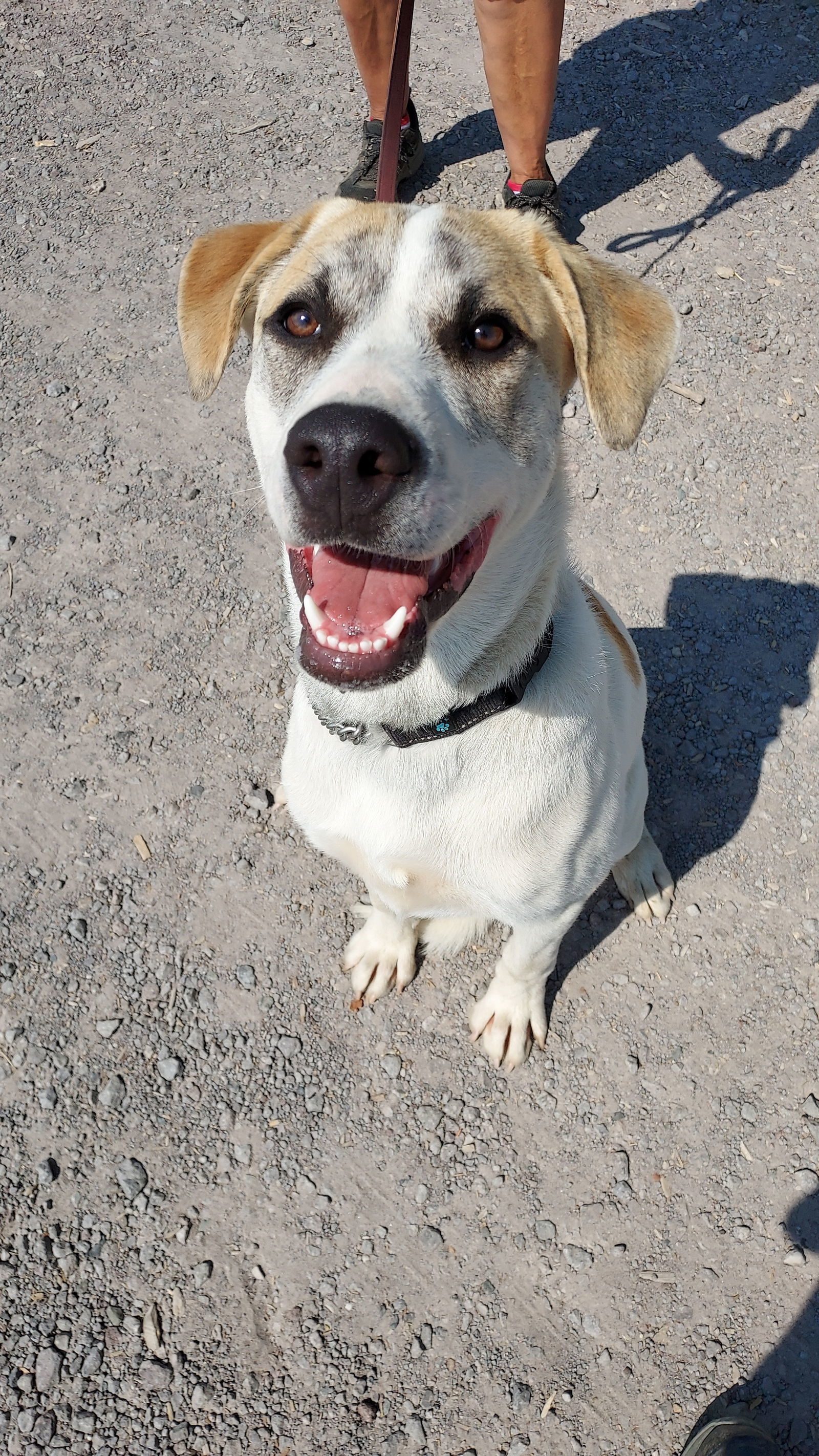 Jasper, an adoptable Siberian Husky, Cattle Dog in Yreka, CA, 96097 | Photo Image 3