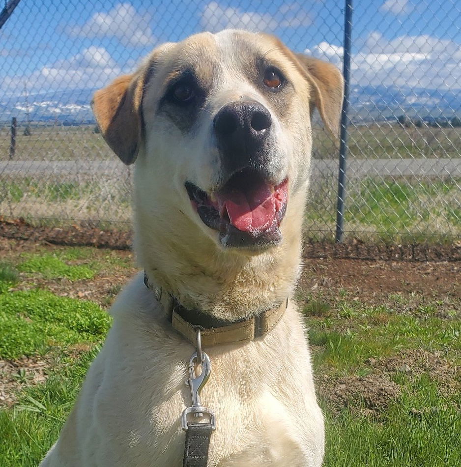 Jasper, an adoptable Siberian Husky, Cattle Dog in Yreka, CA, 96097 | Photo Image 3