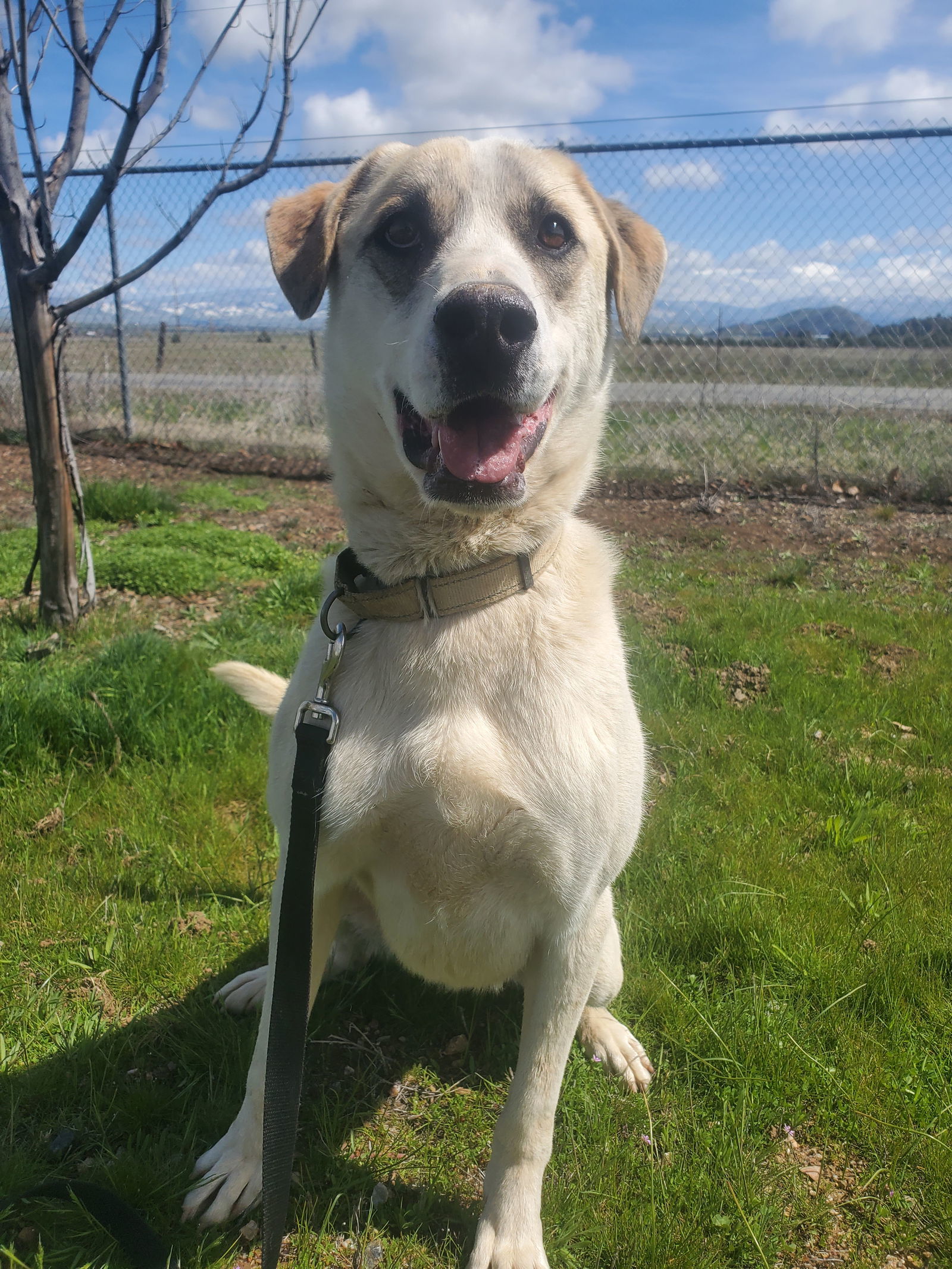 Jasper, an adoptable Siberian Husky, Cattle Dog in Yreka, CA, 96097 | Photo Image 3