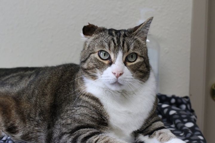 Biscuit, an adoptable Domestic Short Hair in Portland, OR_image-2