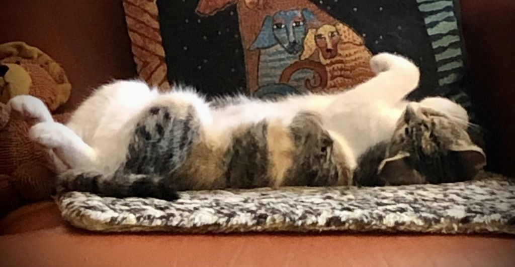 Gracie, an adoptable Calico, Tabby in San Antonio, TX, 78247 | Photo Image 1