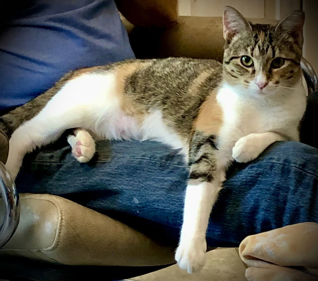 Gracie, an adoptable Calico, Tabby in San Antonio, TX, 78247 | Photo Image 2