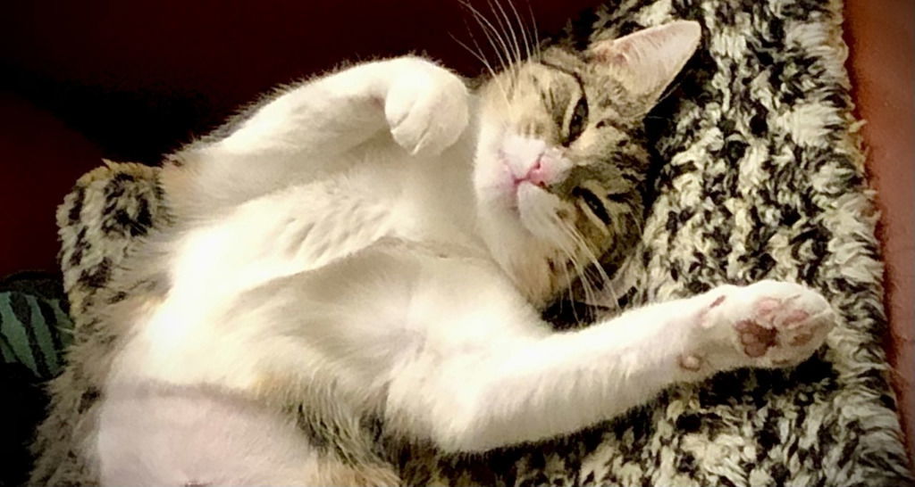 Gracie, an adoptable Calico, Tabby in San Antonio, TX, 78247 | Photo Image 3