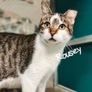 Rousey, an adoptable Domestic Short Hair in Snow Hill, NC, 28580 | Photo Image 1