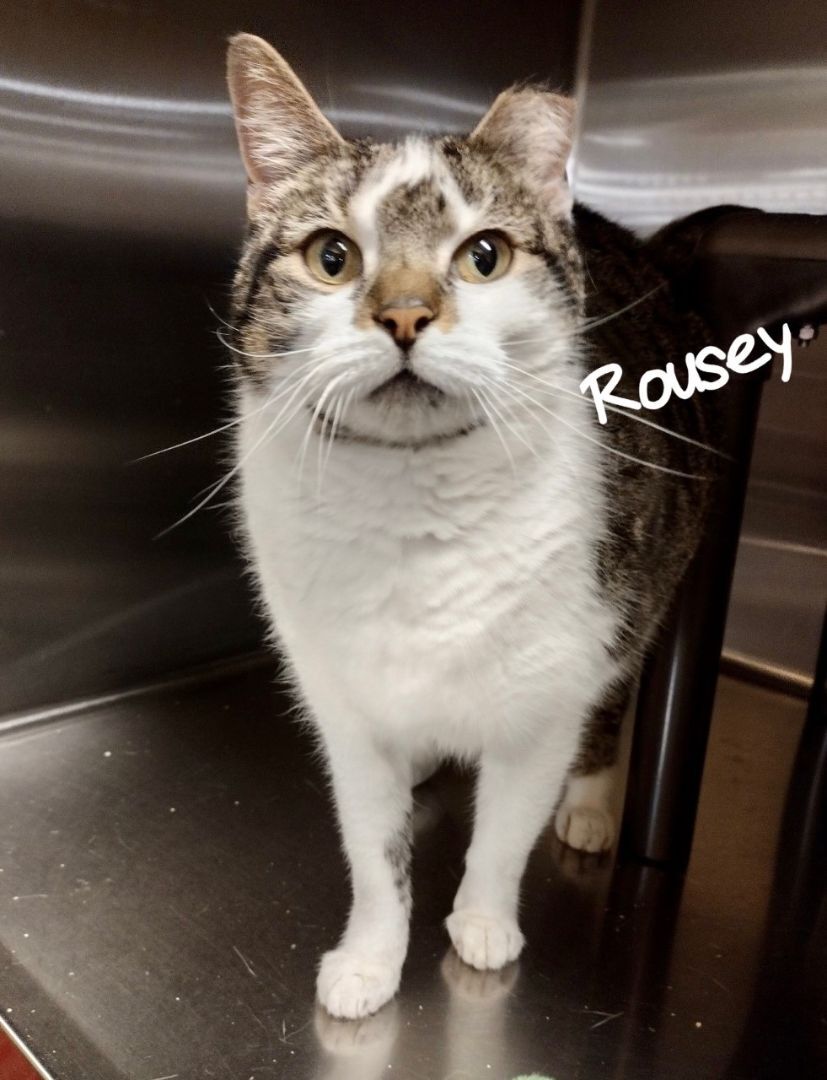 Rousey, an adoptable Domestic Short Hair in Snow Hill, NC, 28580 | Photo Image 2