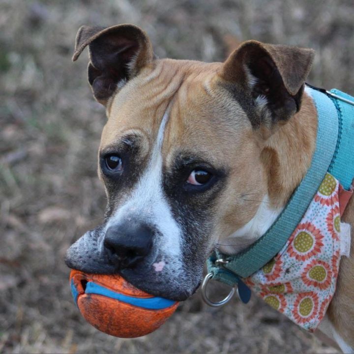 Dog for adoption - -Tanzi in Maine, a Boxer Mix in Lewiston, ME | Petfinder