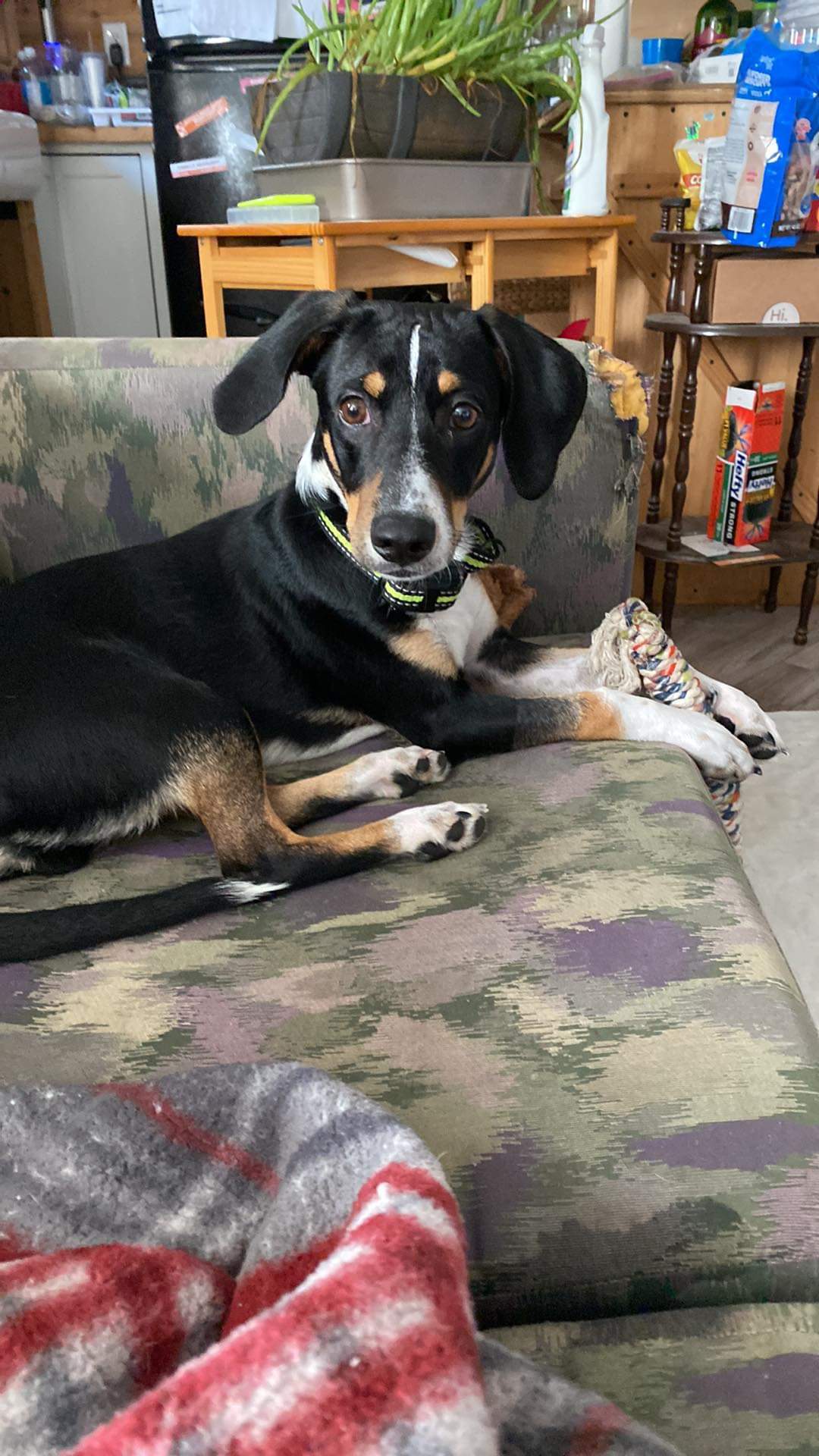 Max, an adoptable Basset Hound, Beagle in Fort Walton Beach, FL, 32547 | Photo Image 2