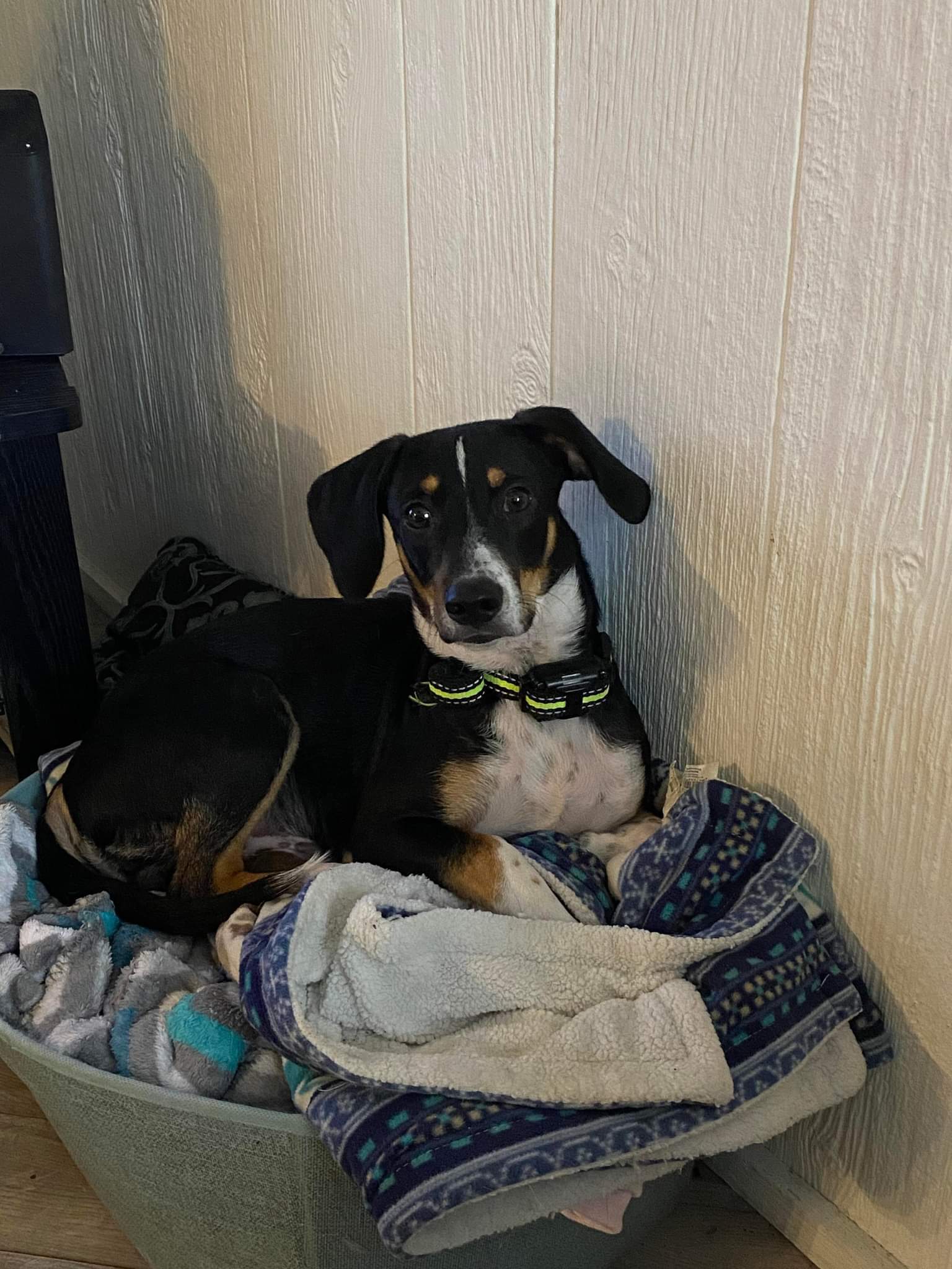 Max, an adoptable Basset Hound, Beagle in Fort Walton Beach, FL, 32547 | Photo Image 3