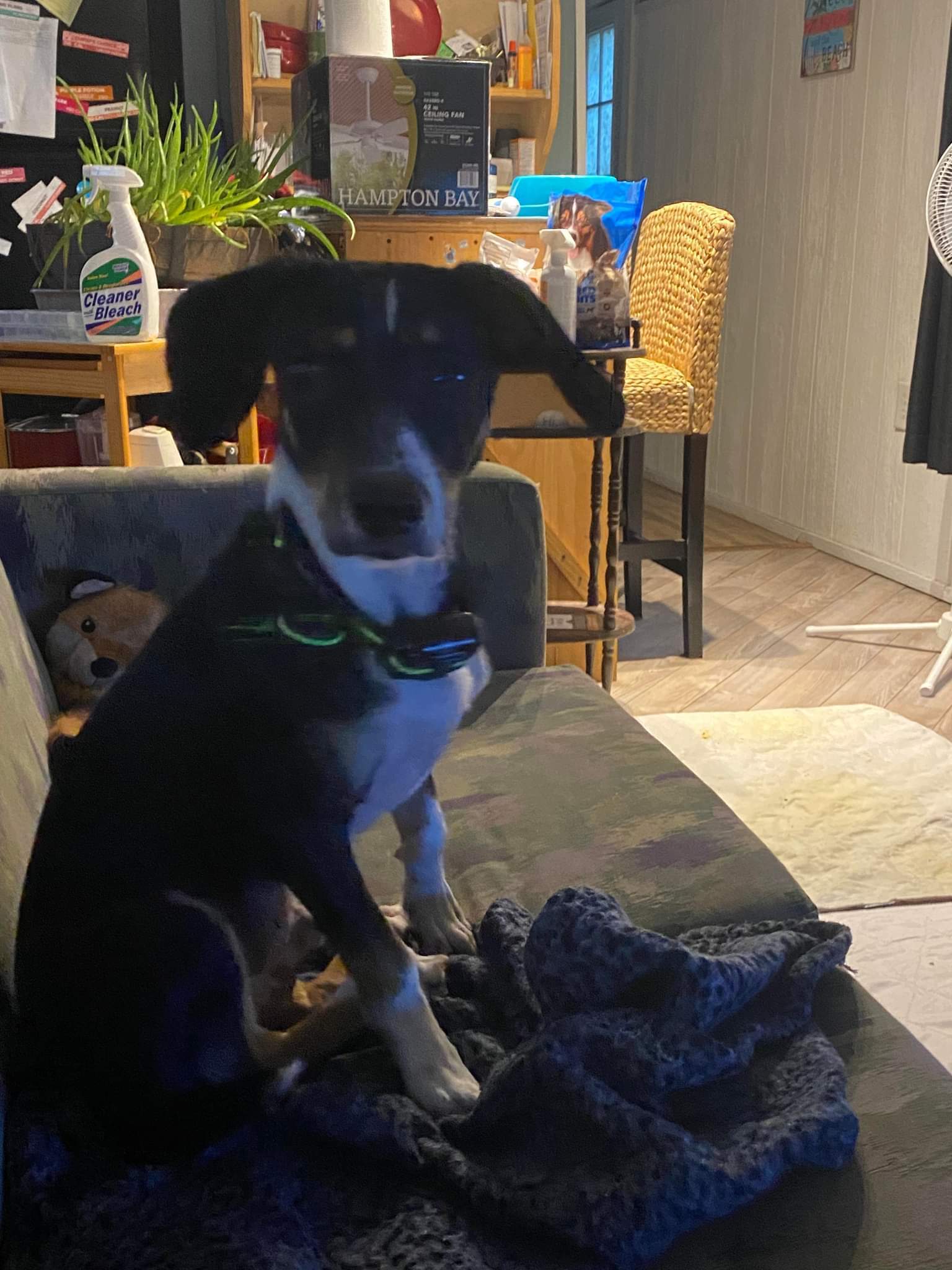 Max, an adoptable Basset Hound, Beagle in Fort Walton Beach, FL, 32547 | Photo Image 4