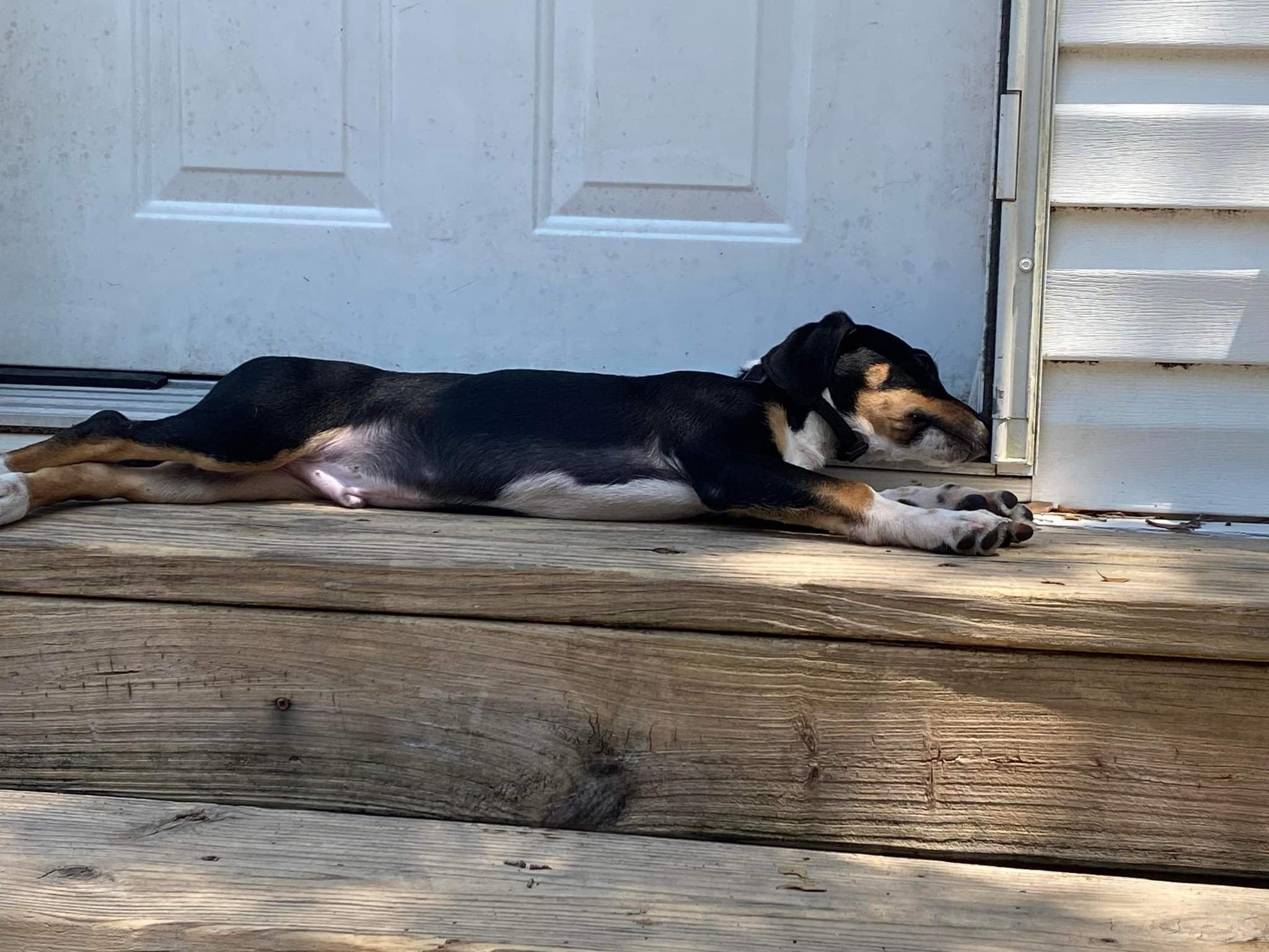 Max, an adoptable Basset Hound, Beagle in Fort Walton Beach, FL, 32547 | Photo Image 6
