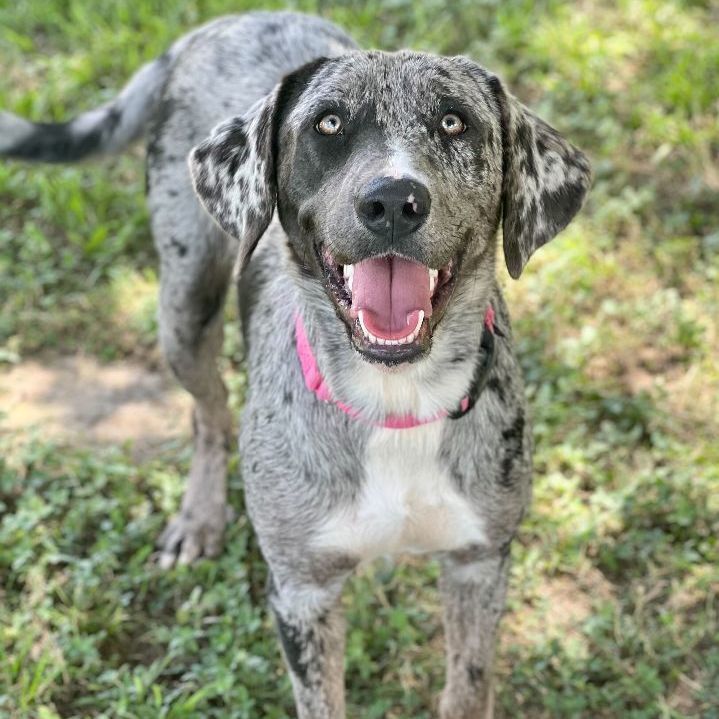 Disco, an adoptable Catahoula Leopard Dog Mix in Carencro, LA_image-2