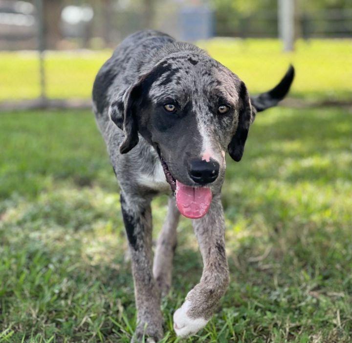 Disco, an adoptable Catahoula Leopard Dog Mix in Carencro, LA_image-3