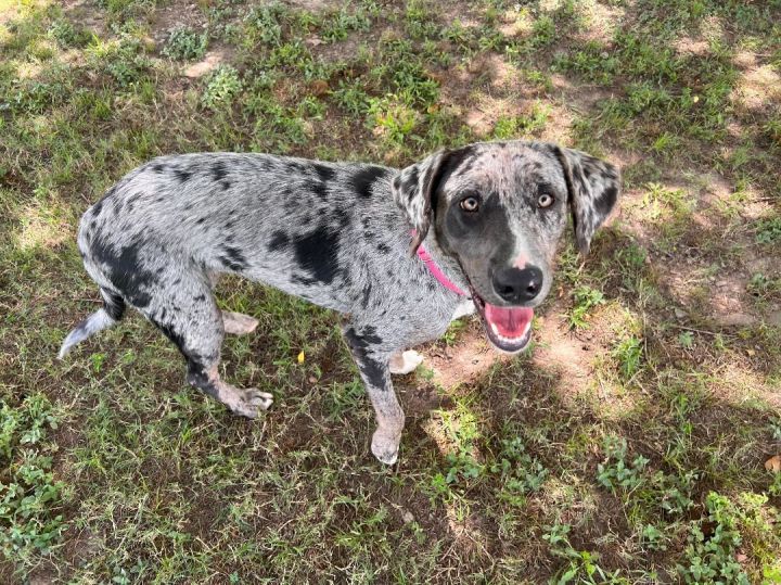 Disco, an adoptable Catahoula Leopard Dog Mix in Carencro, LA_image-6