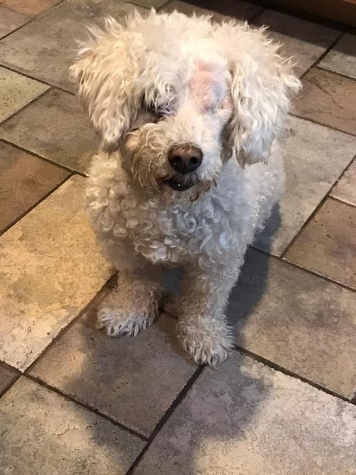 Rescue me clearance bichon frise