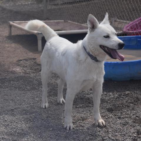 Celeste, an adoptable Cattle Dog & Husky Mix in Rifle, CO_image-1