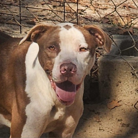 Klaus, an adoptable Pit Bull Terrier in Hopkins, SC, 29061 | Photo Image 1