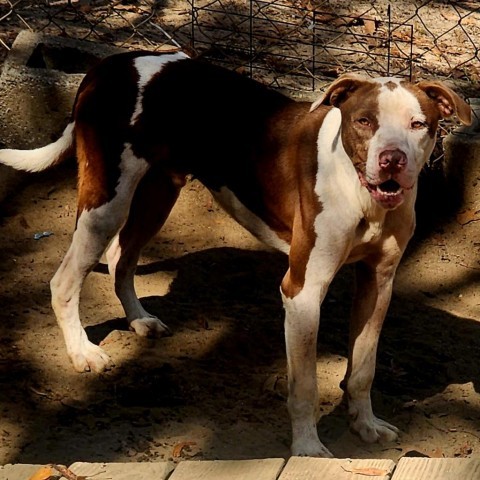 Klaus, an adoptable Pit Bull Terrier in Hopkins, SC, 29061 | Photo Image 2