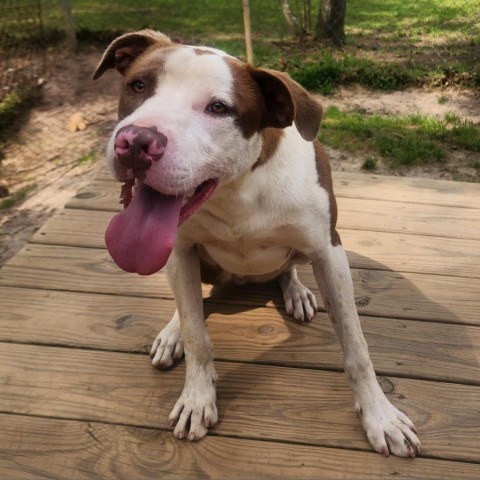 Klaus, an adoptable Pit Bull Terrier in Hopkins, SC, 29061 | Photo Image 3