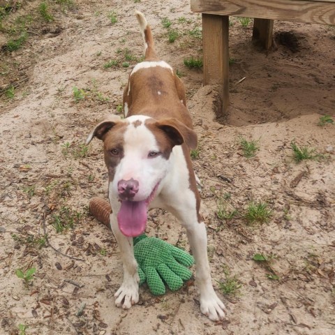 Klaus, an adoptable Pit Bull Terrier in Hopkins, SC, 29061 | Photo Image 4