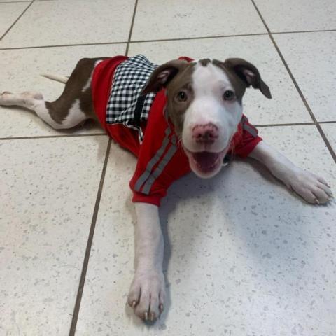 Klaus, an adoptable Pit Bull Terrier in Hopkins, SC, 29061 | Photo Image 5