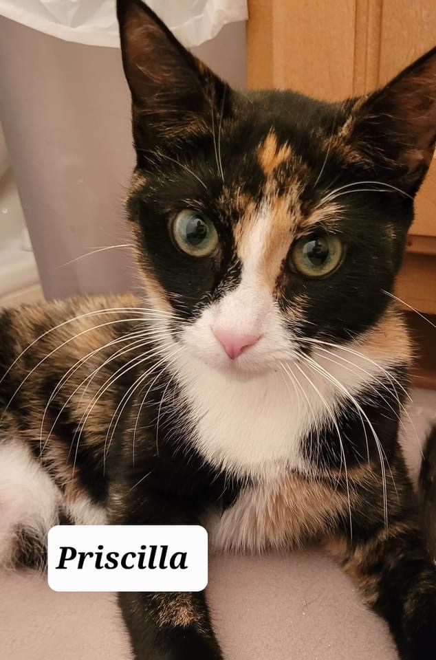 Cat for adoption Priscilla , a Calico & Domestic Short Hair Mix in