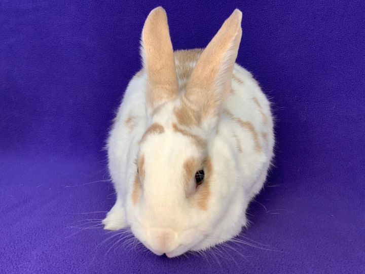 Rosie / Rivet, an adoptable Bunny Rabbit Mix in Lewisville, TX_image-1