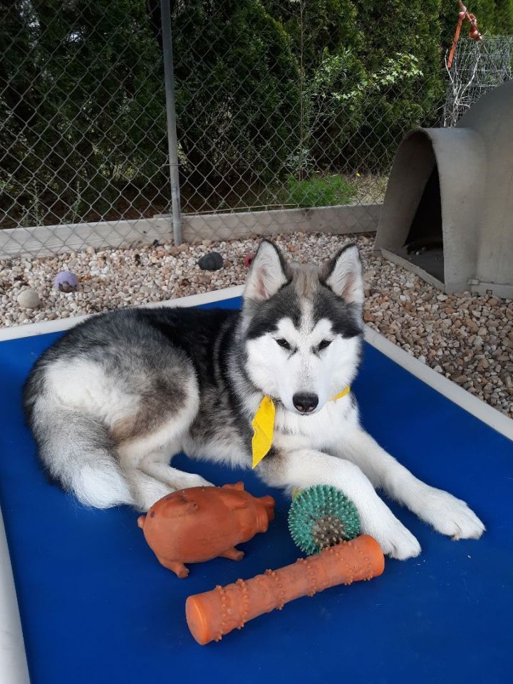 can you shave a huskie malamute mix