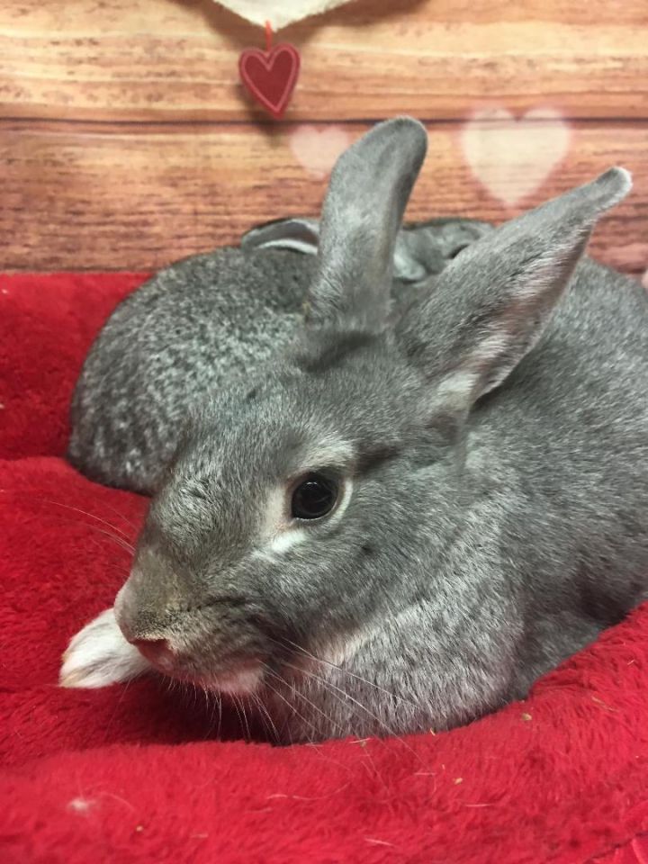 Misty, Stormy, & Sea Star, an adoptable Chinchilla & American Mix in Youngstown, OH_image-2