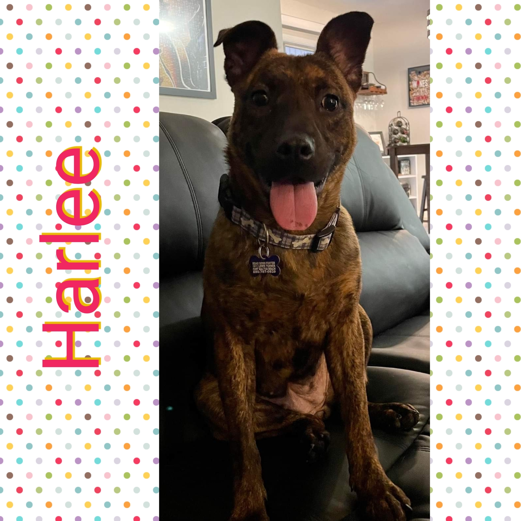 Harlee, an adoptable Mixed Breed in Fort Walton Beach, FL, 32547 | Photo Image 2