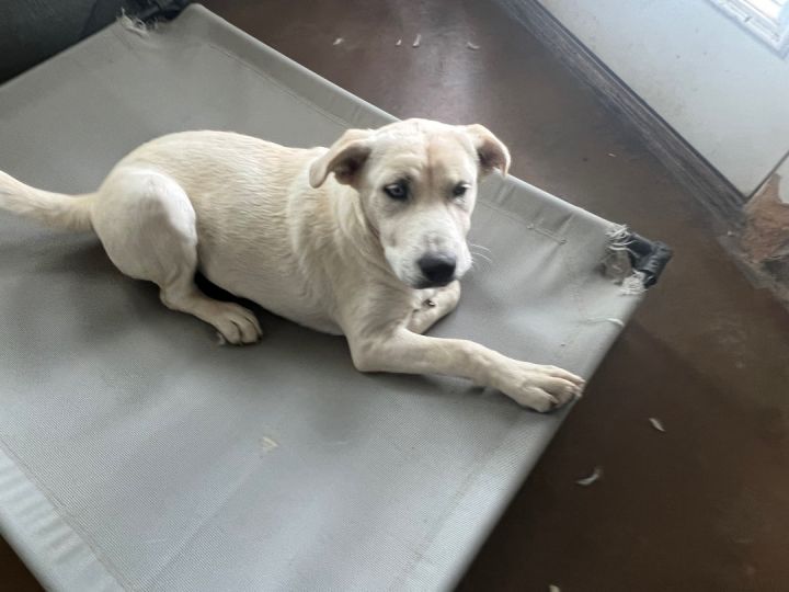 Vicki , an adoptable Labrador Retriever in Farmersville, TX_image-2