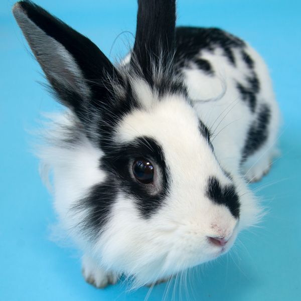 black and white spotted rabbit