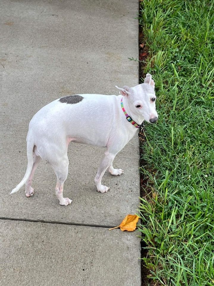 Juno, an adoptable Italian Greyhound in Smyrna, TN_image-1