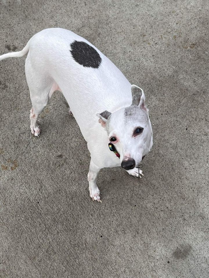 Juno, an adoptable Italian Greyhound in Smyrna, TN_image-4