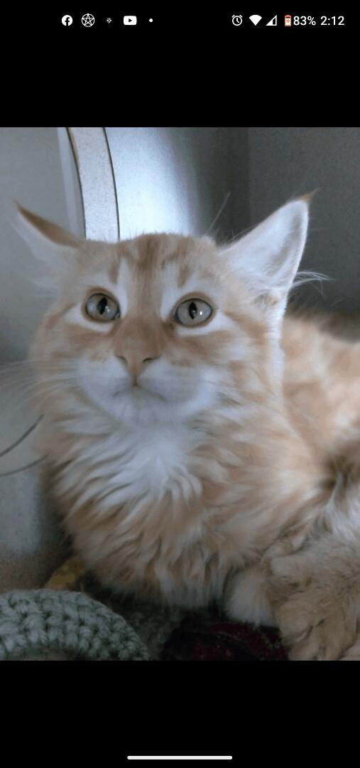 Barrly, an adoptable Domestic Medium Hair in Ridgway, CO_image-1