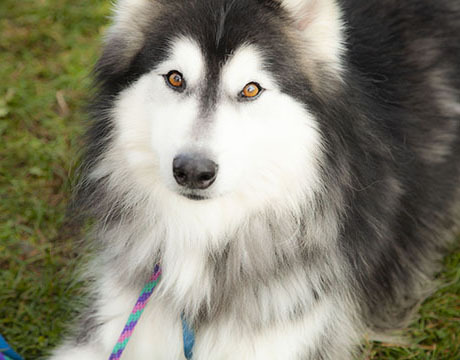 Adonis, an adoptable Siberian Husky, Husky in Harvard, IL, 60033 | Photo Image 1