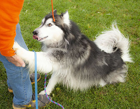 Adonis, an adoptable Siberian Husky, Husky in Harvard, IL, 60033 | Photo Image 2