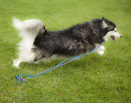 Adonis, an adoptable Siberian Husky, Husky in Harvard, IL, 60033 | Photo Image 3