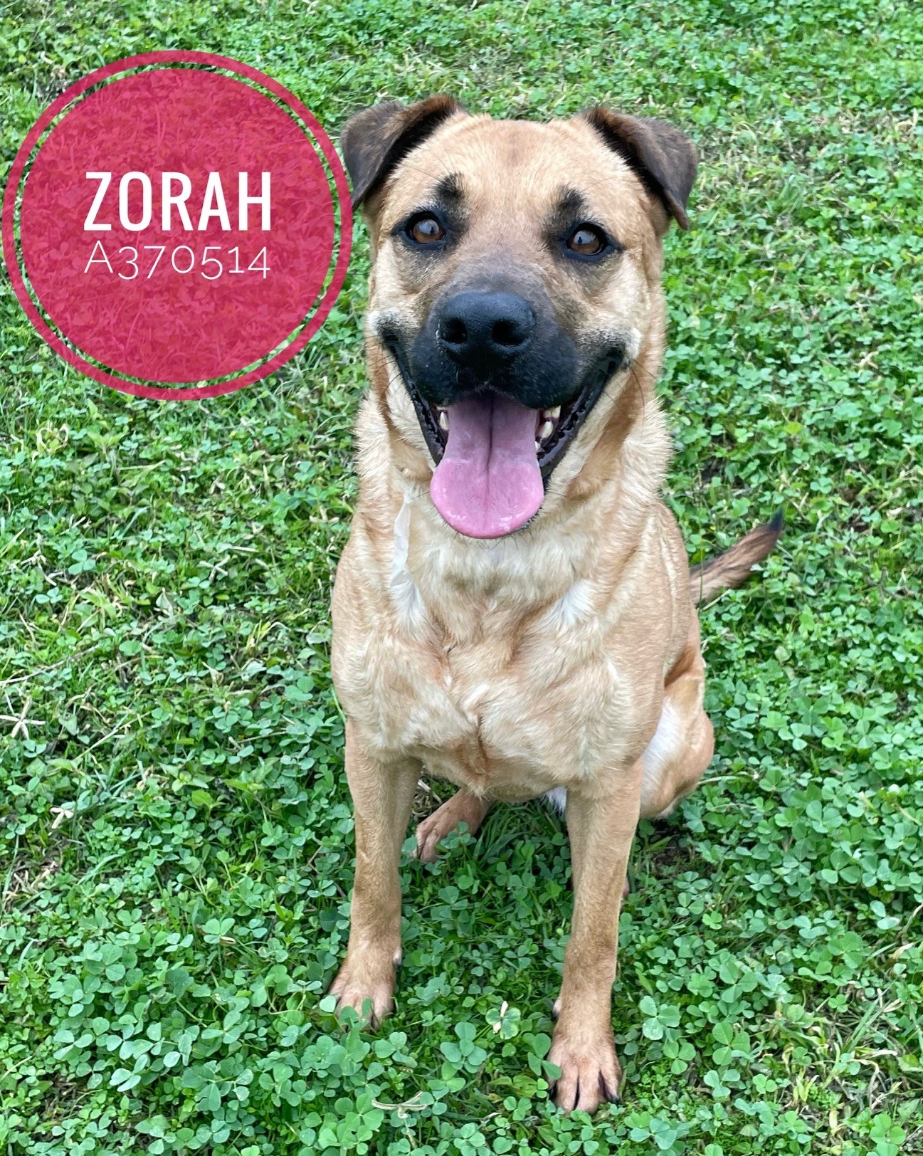 ZORAH