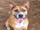COCOA BEAN's profile on Petfinder.com