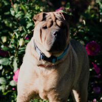 Hockey, an adoptable Shar-Pei in Duart, ON, N0L 1H0 | Photo Image 1