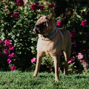 Hockey, an adoptable Shar-Pei in Duart, ON, N0L 1H0 | Photo Image 3