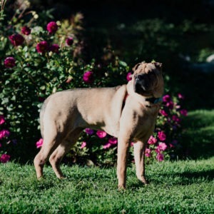 Hockey, an adoptable Shar-Pei in Duart, ON, N0L 1H0 | Photo Image 5